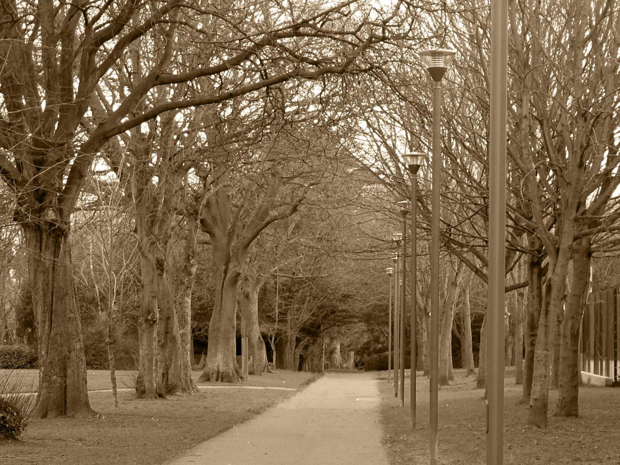 דבלין Dcu Rooms Glasnevin - Campus Accommodation חדר תמונה